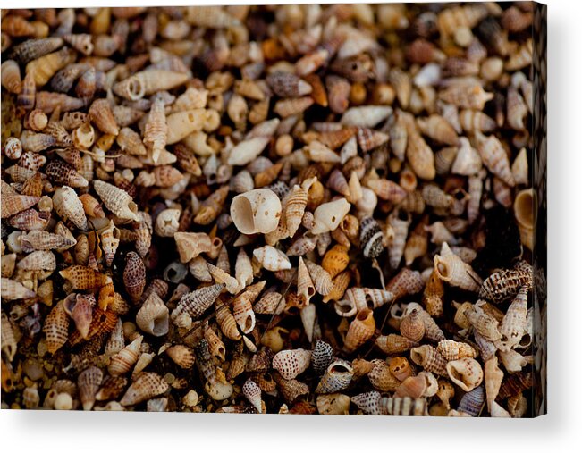 Shells Acrylic Print featuring the photograph Trillion Shells by Carole Hinding