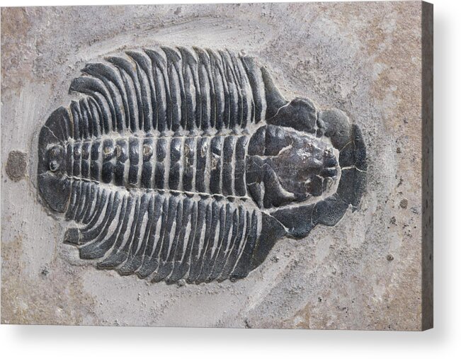 Animal Fossil Acrylic Print featuring the photograph Trilobite by Robert J. Erwin