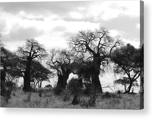Mysterious Acrylic Print featuring the photograph Trio of Baobabs Kenya by Tom Wurl