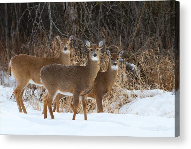 Snow Acrylic Print featuring the photograph Trio of deer by Jim Cumming