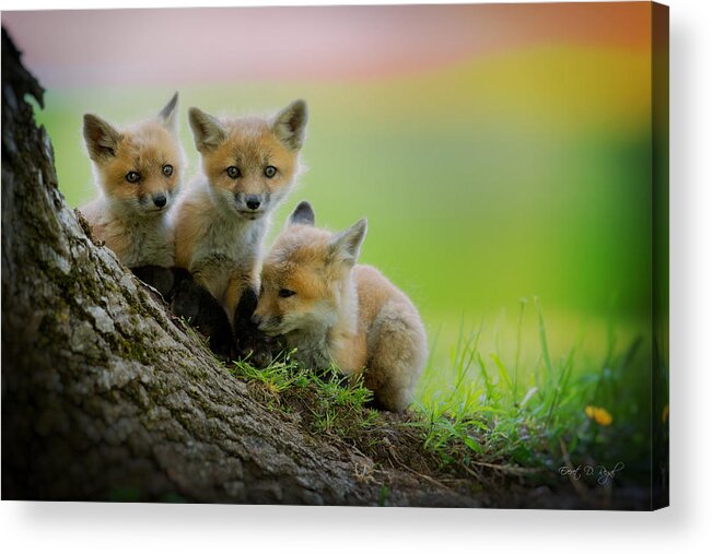 Fox Acrylic Print featuring the photograph Trio of fox kits by Everet Regal