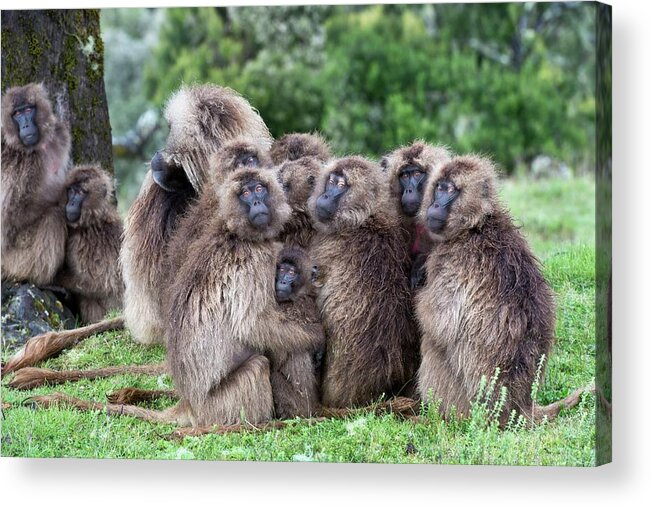 Africa Acrylic Print featuring the photograph Troop Of Gelada Baboons Huddled Together by Tony Camacho