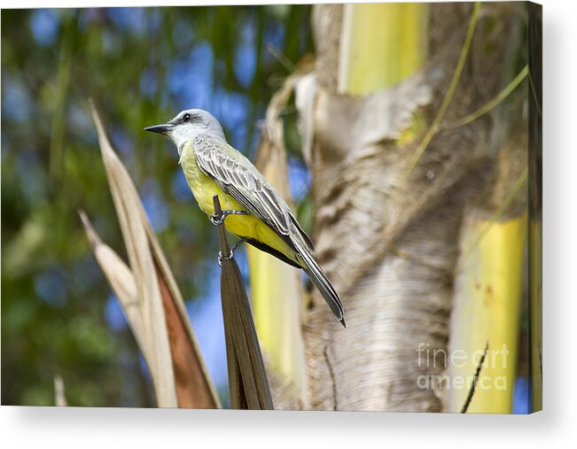 Bird Acrylic Print featuring the photograph Tropical Kingbird by Teresa Zieba