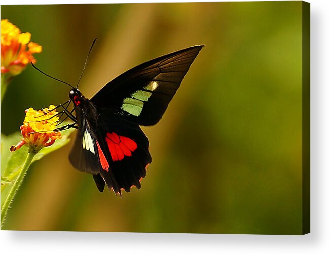 Butterfly Acrylic Print featuring the photograph True Cattleheart Butterfly by Blair Wainman