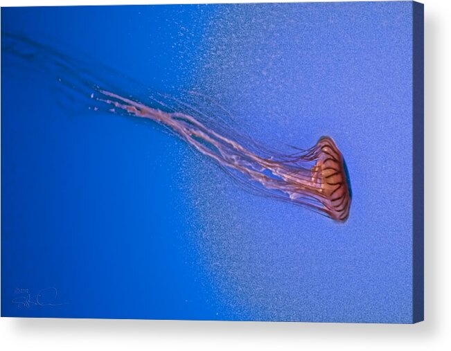 Jellyfish Acrylic Print featuring the photograph True Jelly by S Paul Sahm