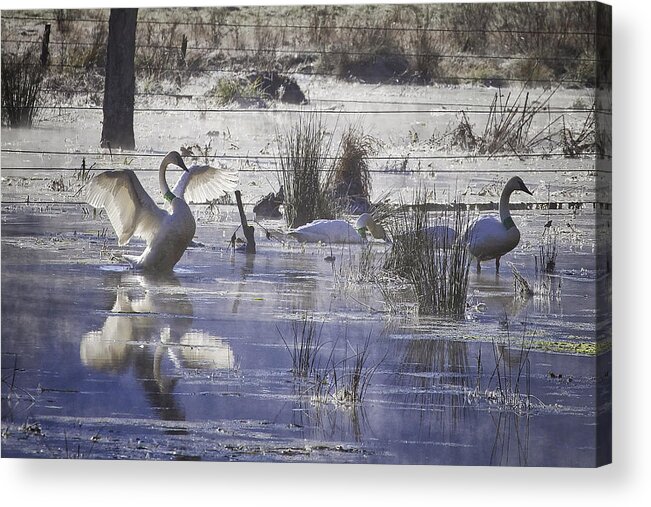 Trumpeter Swans Acrylic Print featuring the photograph Trumpeter Swans on Winter Pond by Michael Dougherty