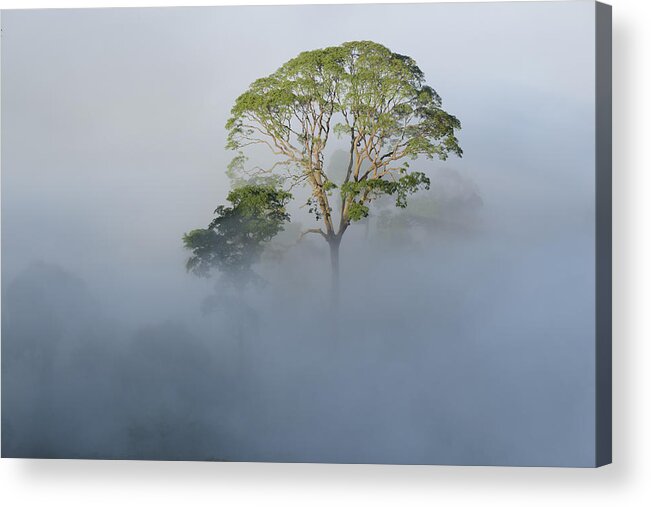 Ch'ien Lee Acrylic Print featuring the photograph Tualang Tree Above Rainforest Mist by Ch'ien Lee