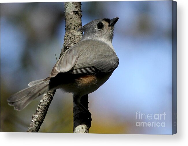 Tufted Titmouse Acrylic Print featuring the photograph Tufted Titmouse by Meg Rousher