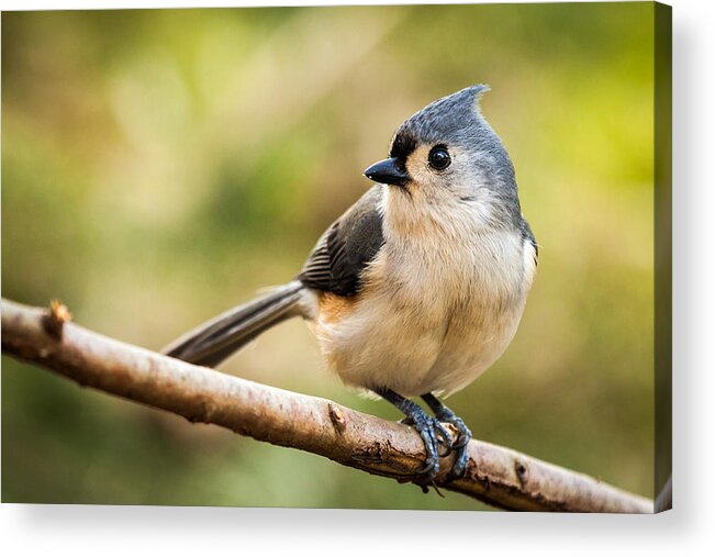 Eye Acrylic Print featuring the photograph Tufted Titmouse perched on a branch by Mihai Andritoiu