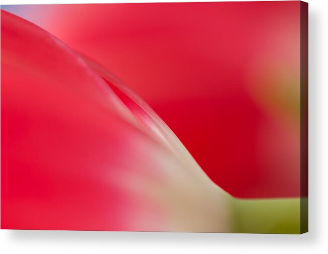 Flower Acrylic Print featuring the photograph Tulip Curves by Joan Herwig