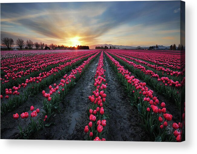 Scenics Acrylic Print featuring the photograph Tulip Field At Dawn by Piriya Photography