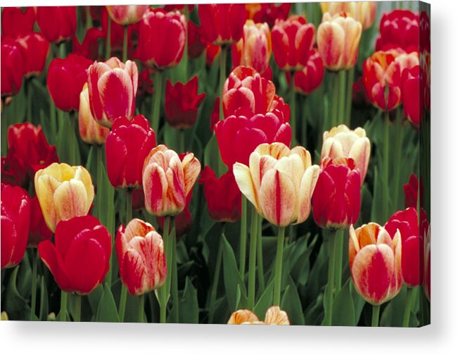 Bloom Acrylic Print featuring the photograph Tulip Flowers by Bonnie Sue Rauch