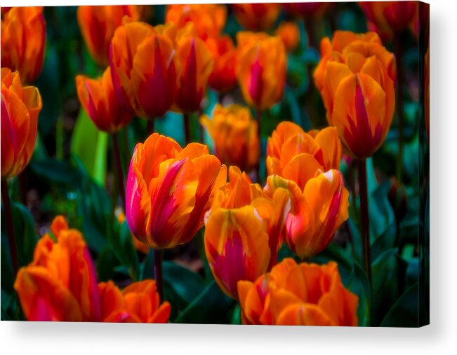 Tulips Acrylic Print featuring the photograph Tulip Glow by Larry Goss