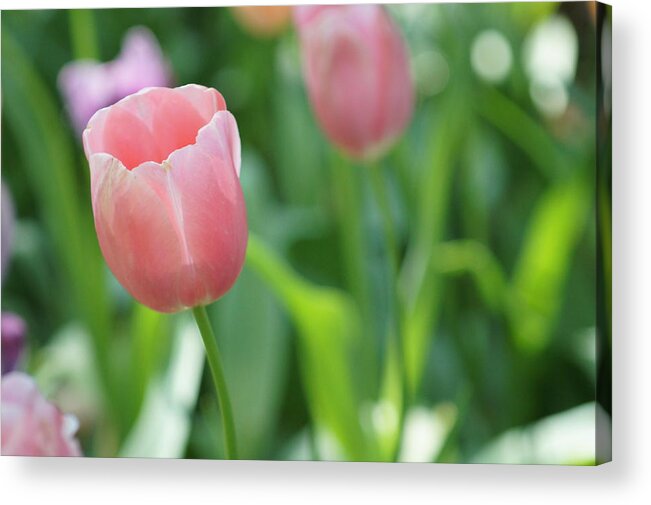 Flowers Acrylic Print featuring the photograph Tulip by Kathy Churchman