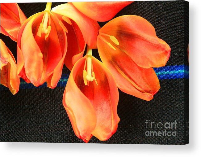 Color Acrylic Print featuring the photograph Tulip Study by Jeanette French
