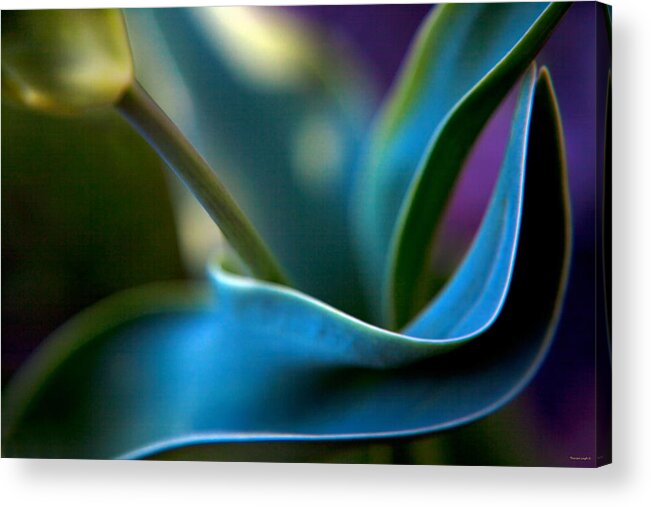 Modern Acrylic Print featuring the photograph Tulip Unexpected by Theresa Tahara