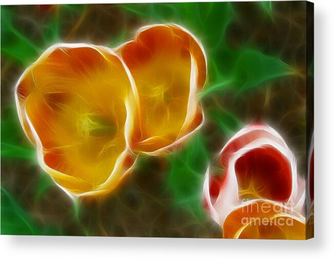 Tulip Acrylic Print featuring the photograph Tulips-6892-Fractal by Gary Gingrich Galleries