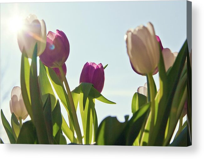 Purple Acrylic Print featuring the photograph Tulips Against Blue Sky by Lacaosa