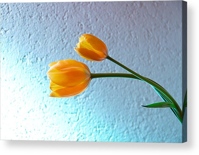 Tulip Acrylic Print featuring the photograph Tulips by Christine Sponchia