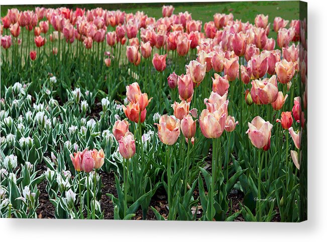 Tulips Acrylic Print featuring the photograph Tulips Galore by Suzanne Gaff