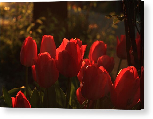 Tulips Acrylic Print featuring the photograph Tulips in Evening Light by Teresa Herlinger