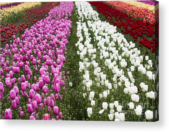 Tulips Acrylic Print featuring the photograph Tulips by Patty Colabuono