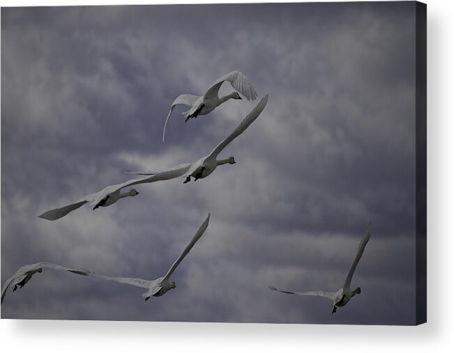 Tundra Swan (cygnus Columbianus) Acrylic Print featuring the photograph Tundra Swans Taking Flight 1 by Thomas Young