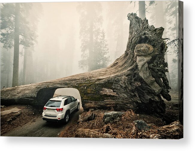 Sequoia Tree Acrylic Print featuring the photograph Tunnel Log, Sequoia National Park, Usa by © Allard Schager