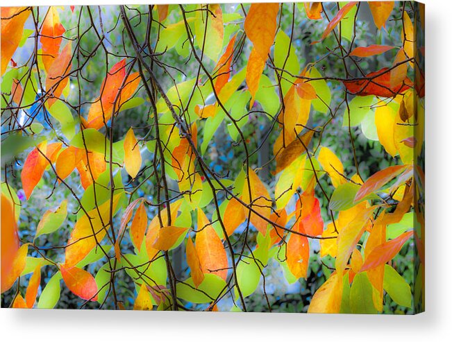Autumn Acrylic Print featuring the photograph Tupelo Tapestry - Glowing Leaves by Saxon Holt