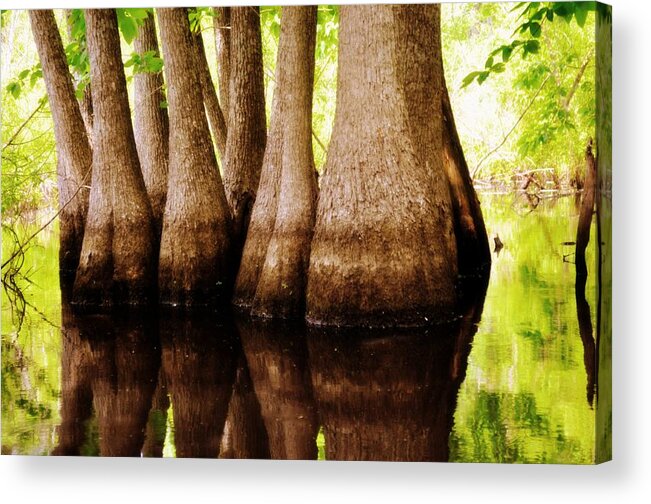 Swamp Acrylic Print featuring the photograph Tupelos by Marty Koch