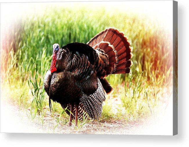 Turkey Acrylic Print featuring the photograph Turkey at sunrise by Shirley Heier