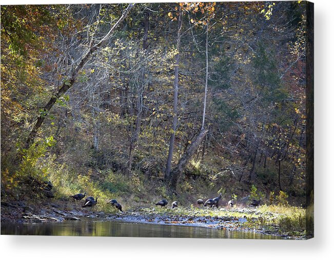 Wild Turkey Acrylic Print featuring the photograph Turkey Crossing at Big Hollow by Michael Dougherty