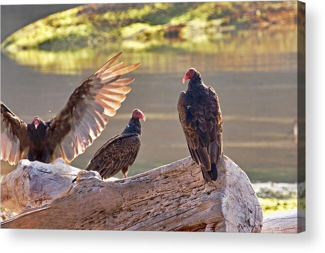 Vultures Acrylic Print featuring the photograph Turkey Vultures aka Dracula by Peggy Collins