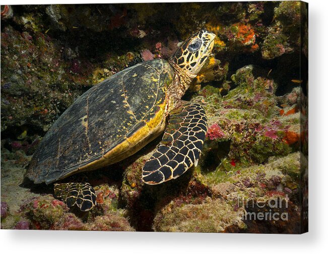 Hawksbill Sea Turtle Acrylic Print featuring the photograph Turtle Cavern by Aaron Whittemore