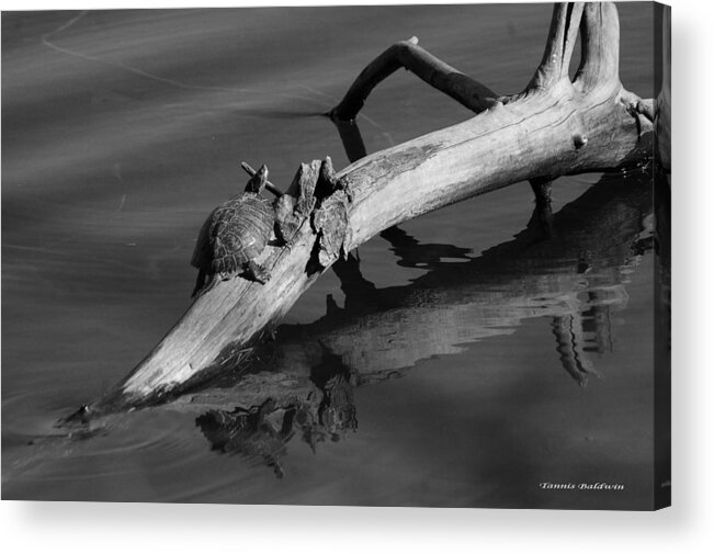Turtle Acrylic Print featuring the photograph Turtle Sun BW by Tannis Baldwin