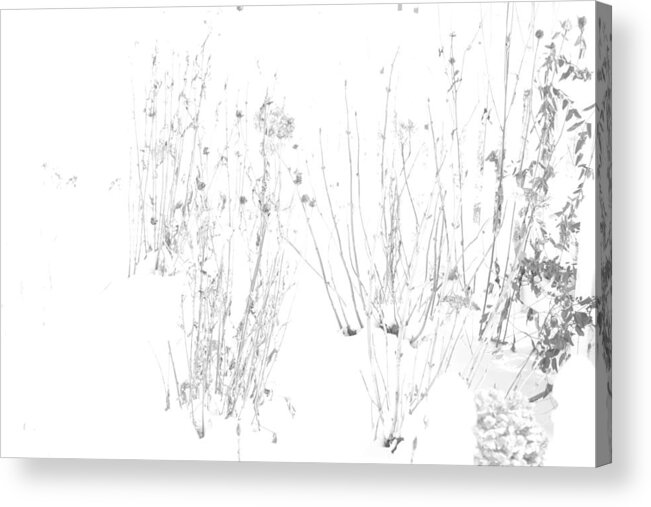 Black And White Image Acrylic Print featuring the photograph Weeds in Snow by Valerie Collins