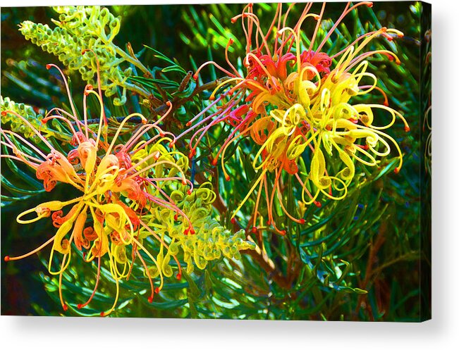 Grevillea Acrylic Print featuring the photograph Twin Grevilleas by Margaret Saheed