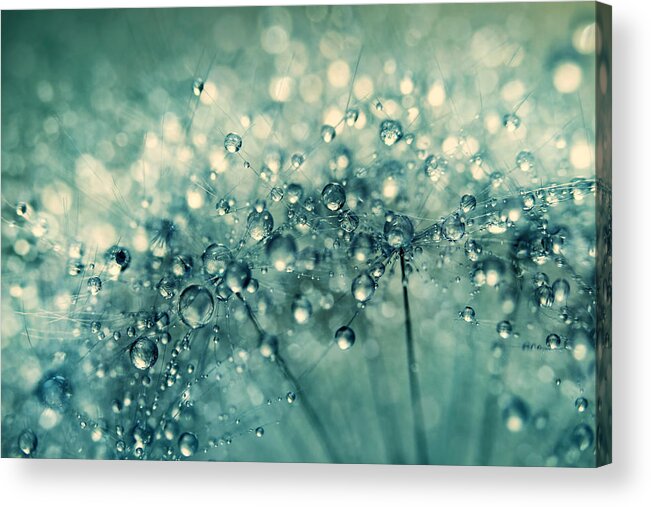 Dandelion Acrylic Print featuring the photograph Twinkle in Blue II by Sharon Johnstone