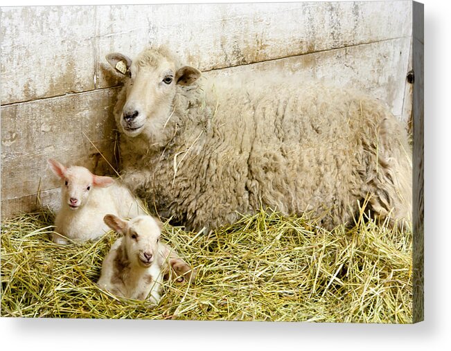 Sheep Acrylic Print featuring the photograph Twins by Courtney Webster