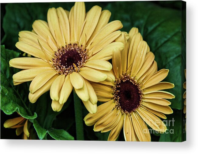 Flowers Acrylic Print featuring the photograph Twins by Kristy Ollis