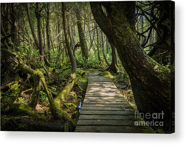 Bontanical Beach Acrylic Print featuring the photograph Twisted Forest by Carrie Cole