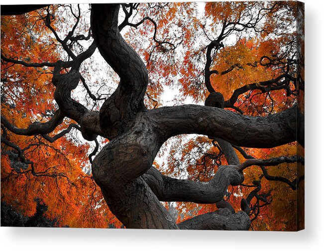 New Jersey Acrylic Print featuring the photograph Twisted by Kristopher Schoenleber