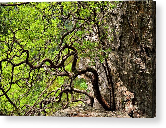 Twisted Tree Acrylic Print featuring the photograph Twisted by Laureen Murtha Menzl