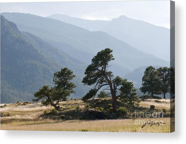 Pine Trees Acrylic Print featuring the photograph Twisted Pines by Bon and Jim Fillpot