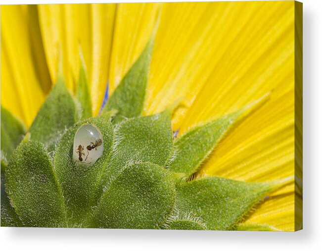 Sunflower Acrylic Print featuring the photograph Two Ants Entombed in Sunflower Resin by Steven Schwartzman