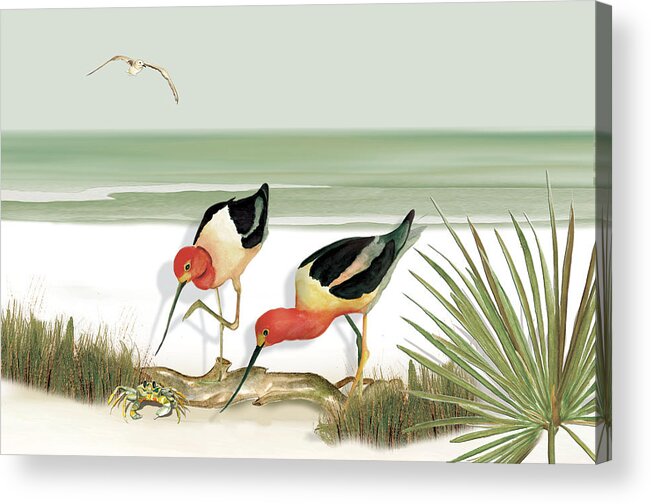 Avocets Acrylic Print featuring the painting Two Avocets by Anne Beverley-Stamps