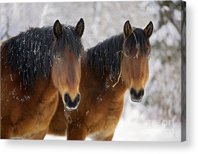 Two Acrylic Print featuring the photograph Two Bay Draft Horses In Winter by Rolf Kopfle
