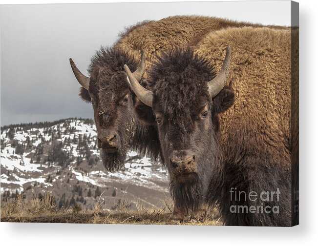 Bison Acrylic Print featuring the photograph Two Bison by Gary Beeler