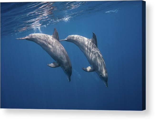 Dolphin Acrylic Print featuring the photograph Two Bottlenose Dolphins by Barathieu Gabriel