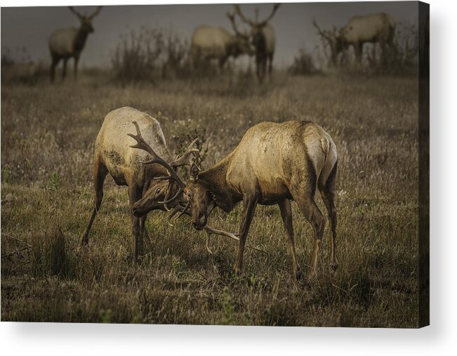 Elk Acrylic Print featuring the photograph Two Bucks by Don Hoekwater Photography